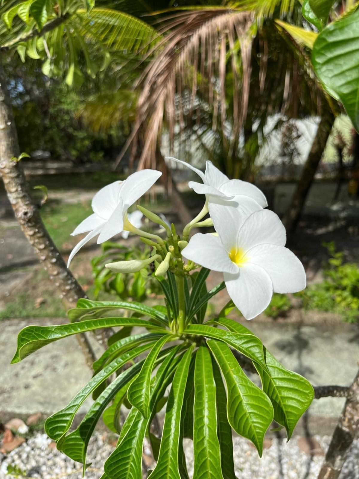 Ecolodge Batel Alagoas Корурипи Екстериор снимка