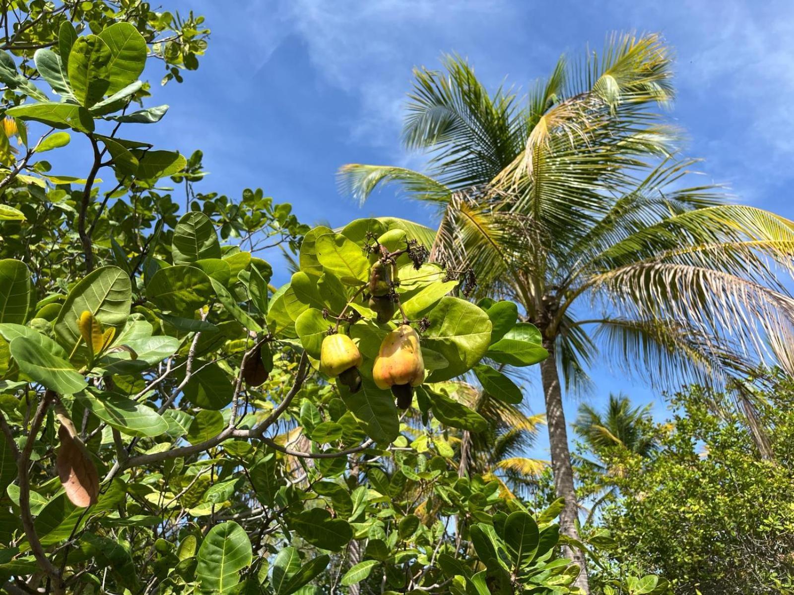 Ecolodge Batel Alagoas Корурипи Екстериор снимка