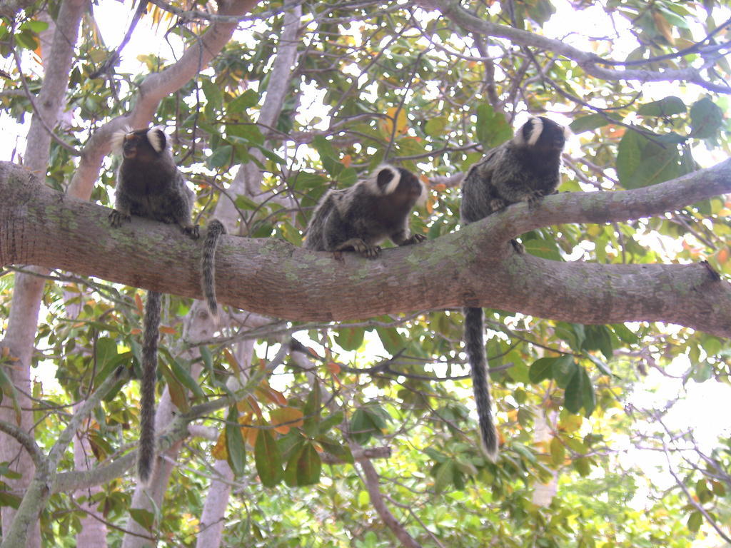 Ecolodge Batel Alagoas Корурипи Екстериор снимка